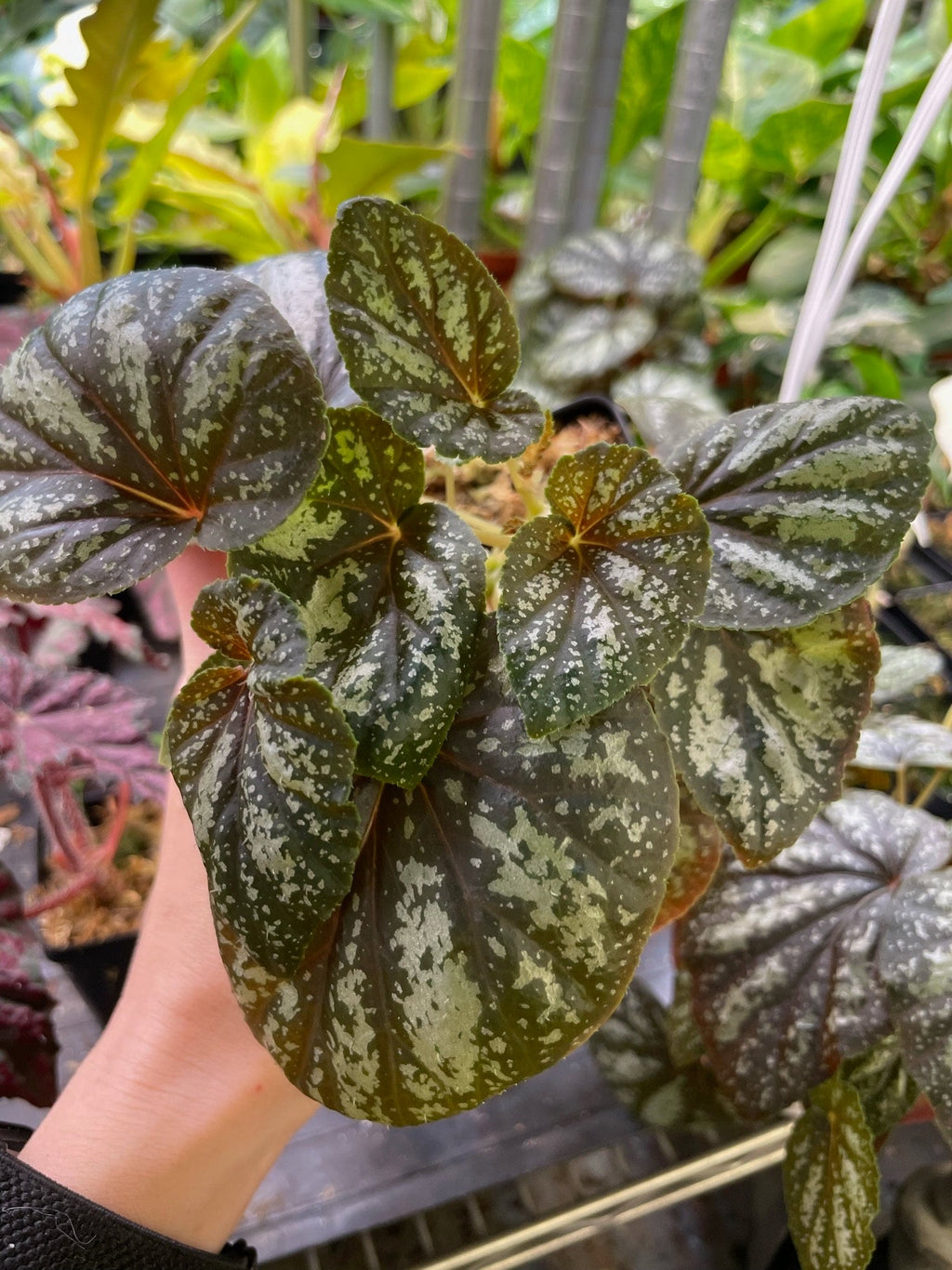 Begonia U168