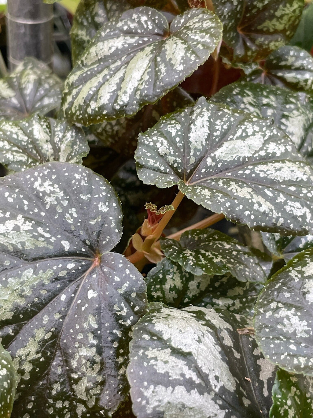 Begonia U168