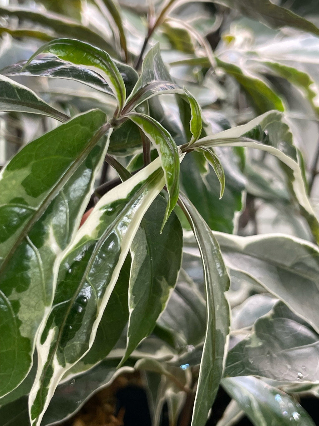 Pseuderanthemum Stainless Steel