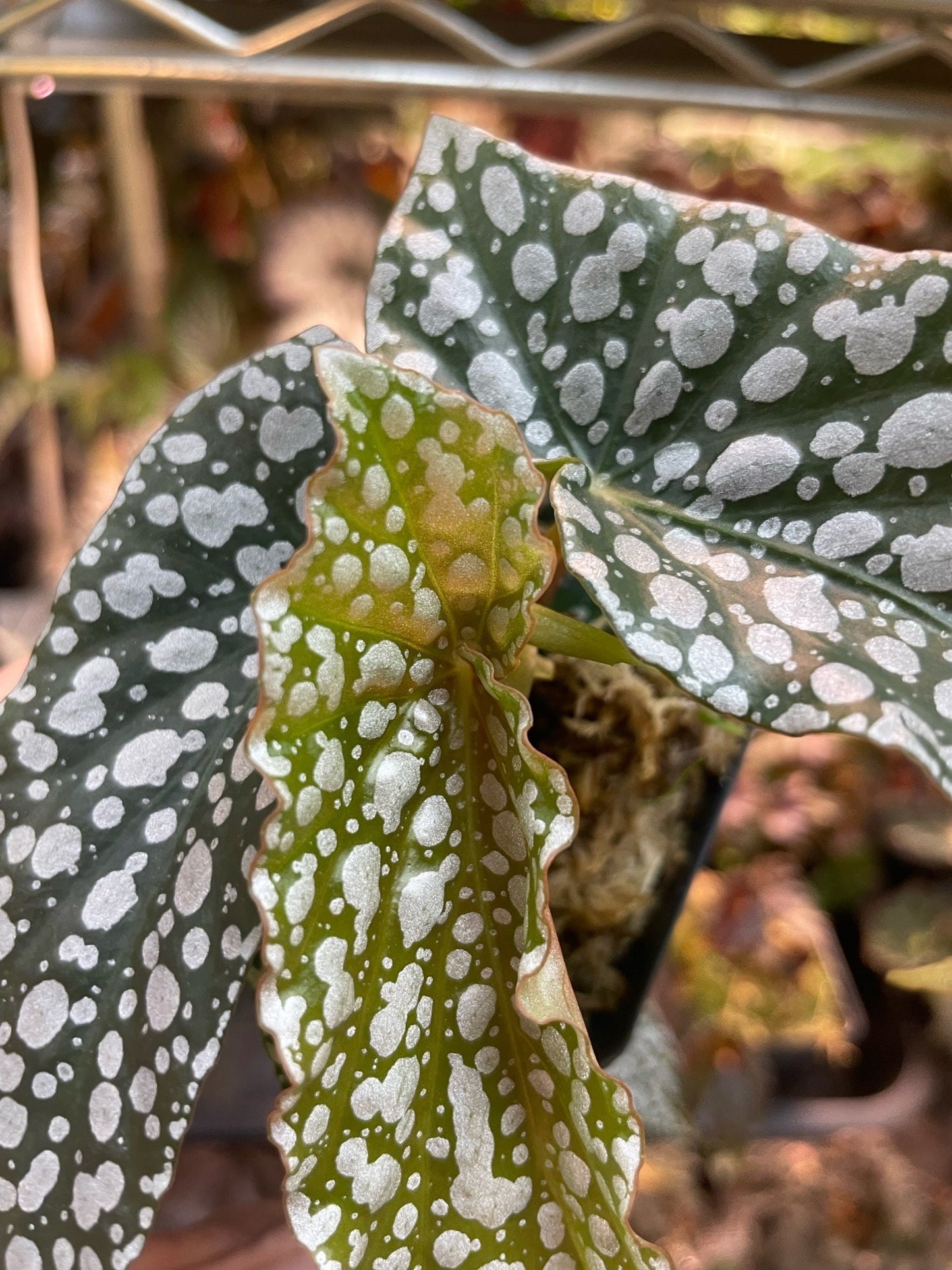 Begonia White Ice