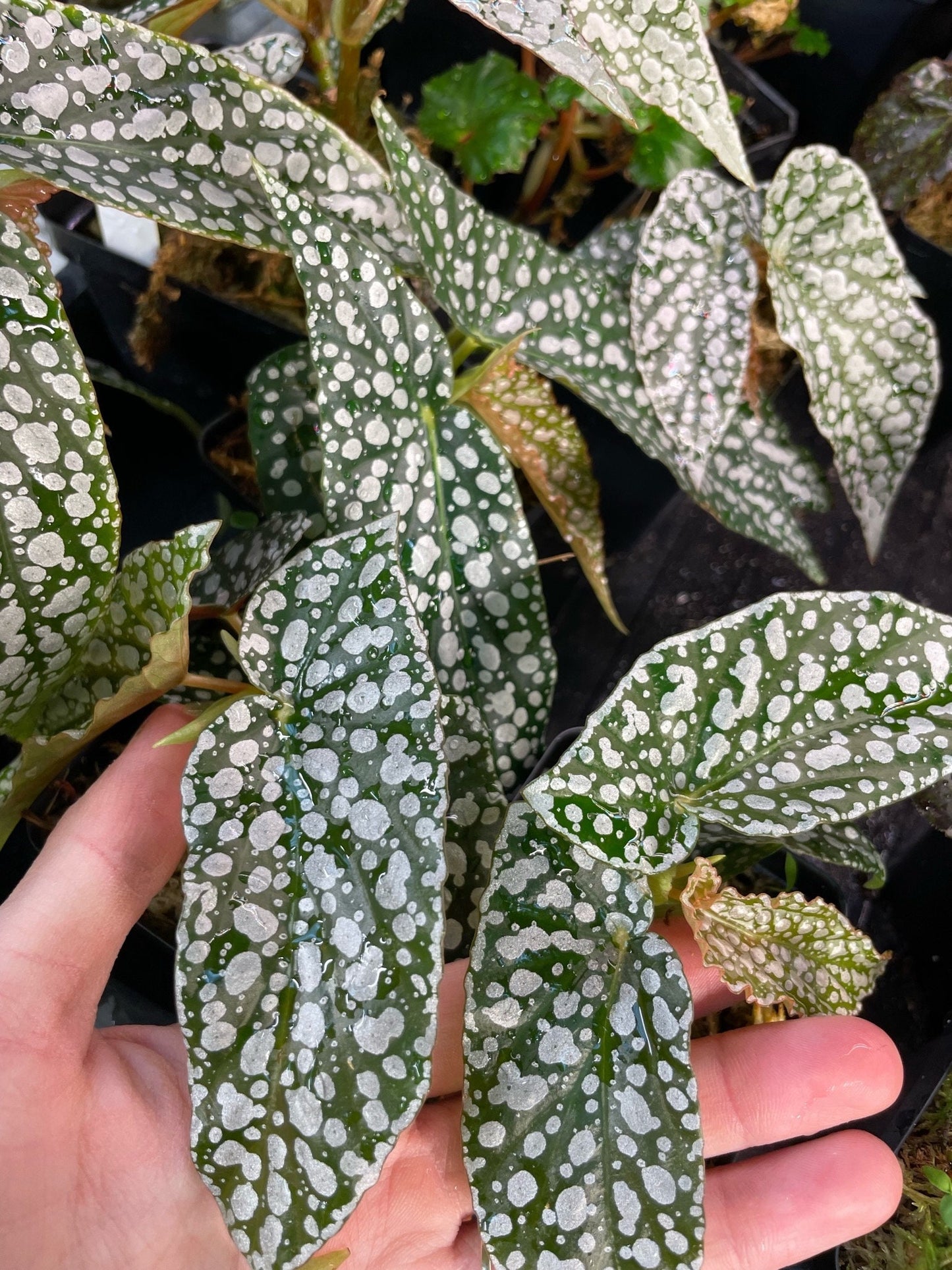 Begonia White Ice