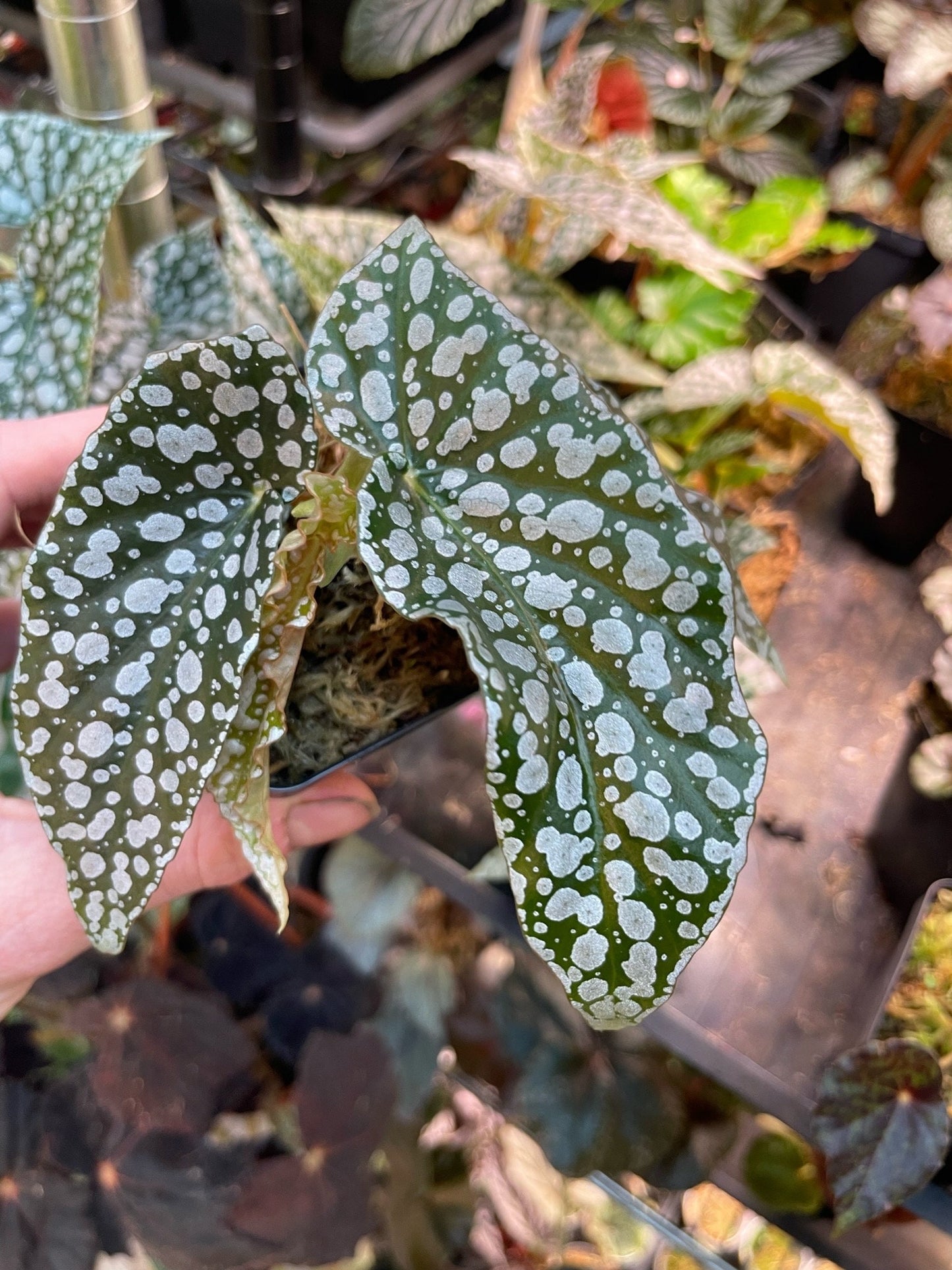 Begonia White Ice