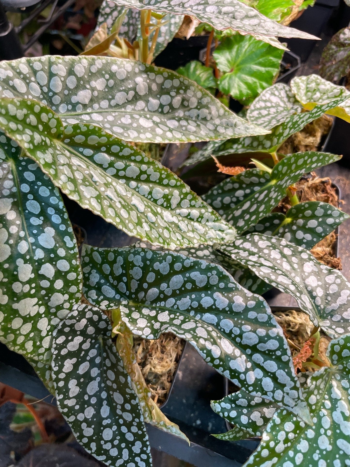 Begonia White Ice