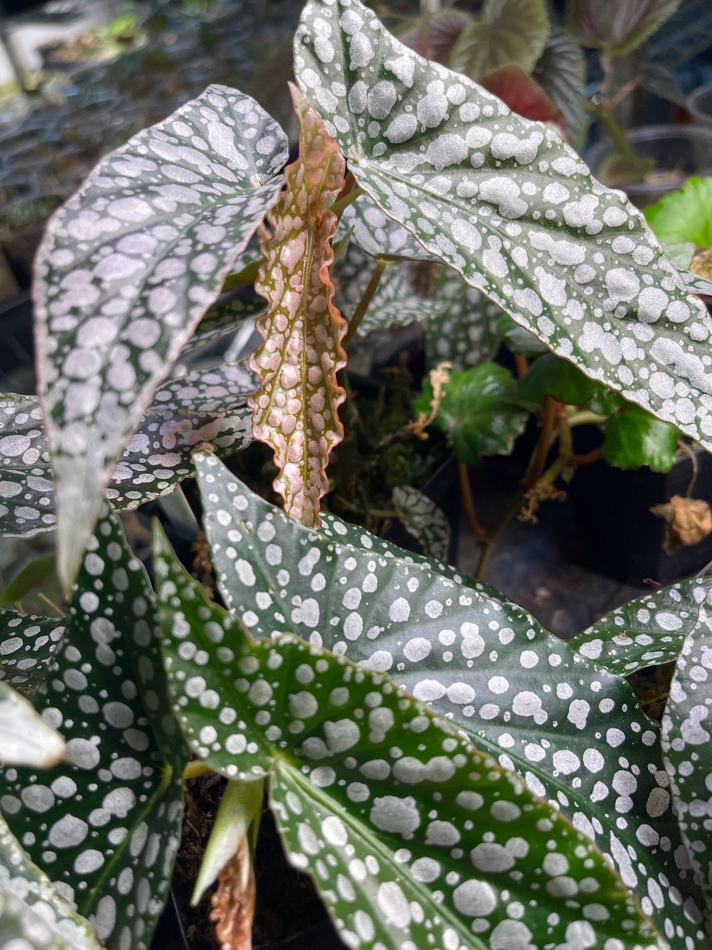 Begonia White Ice