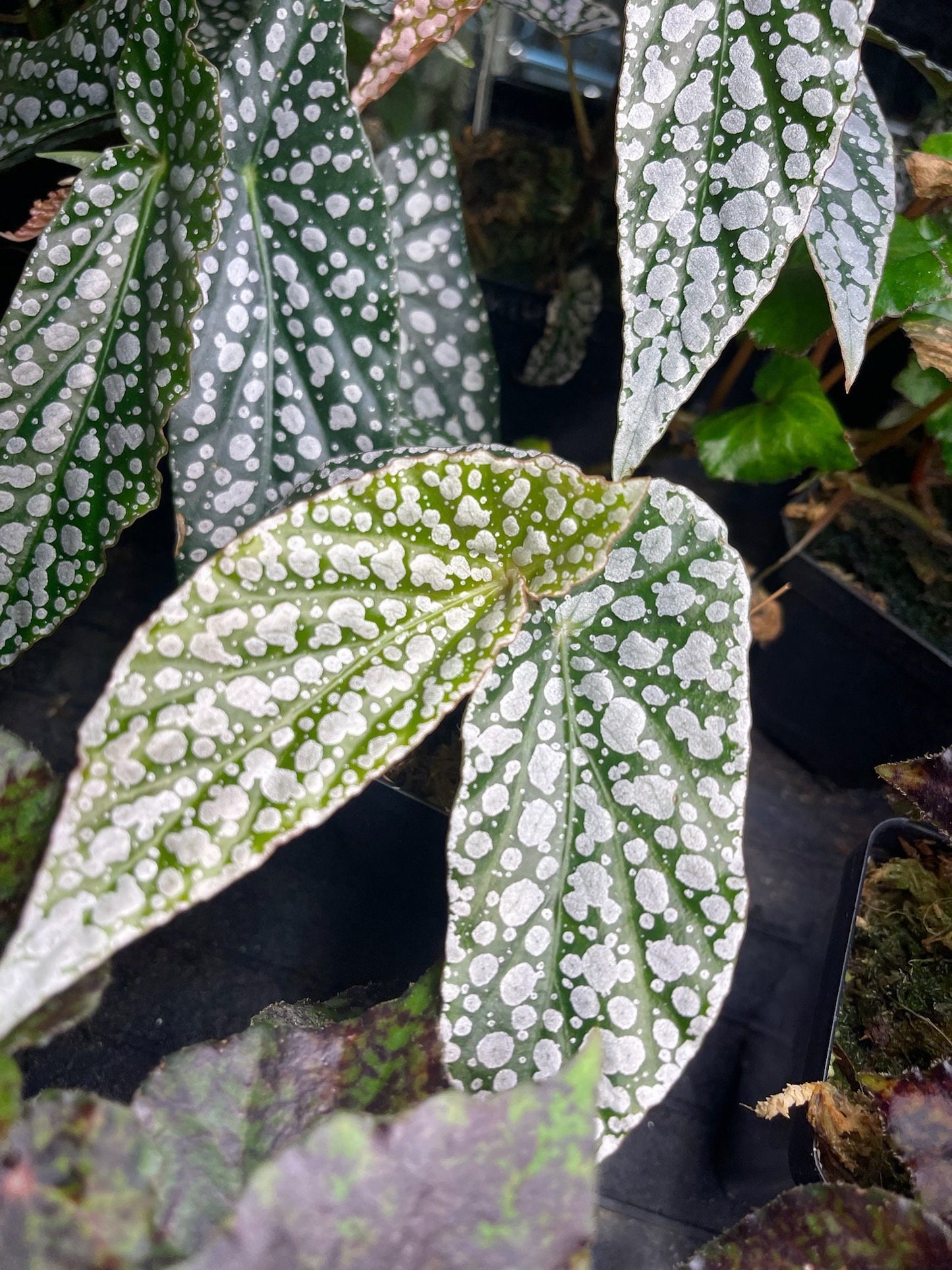 Begonia White Ice