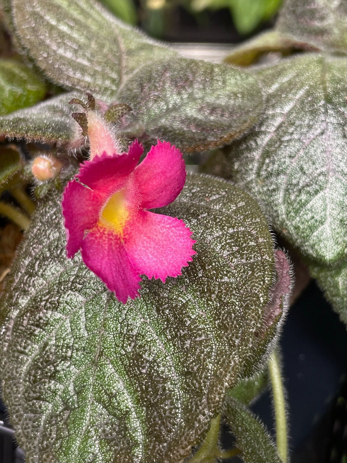 Episcia cupreata 'Pink Panther'
