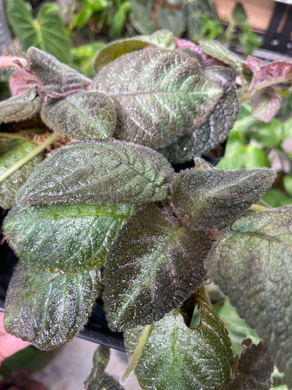 Episcia cupreata 'Pink Panther'