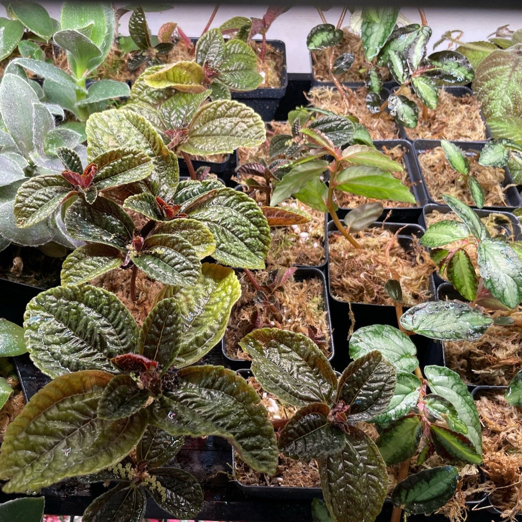 Terrarium Plant Bundle