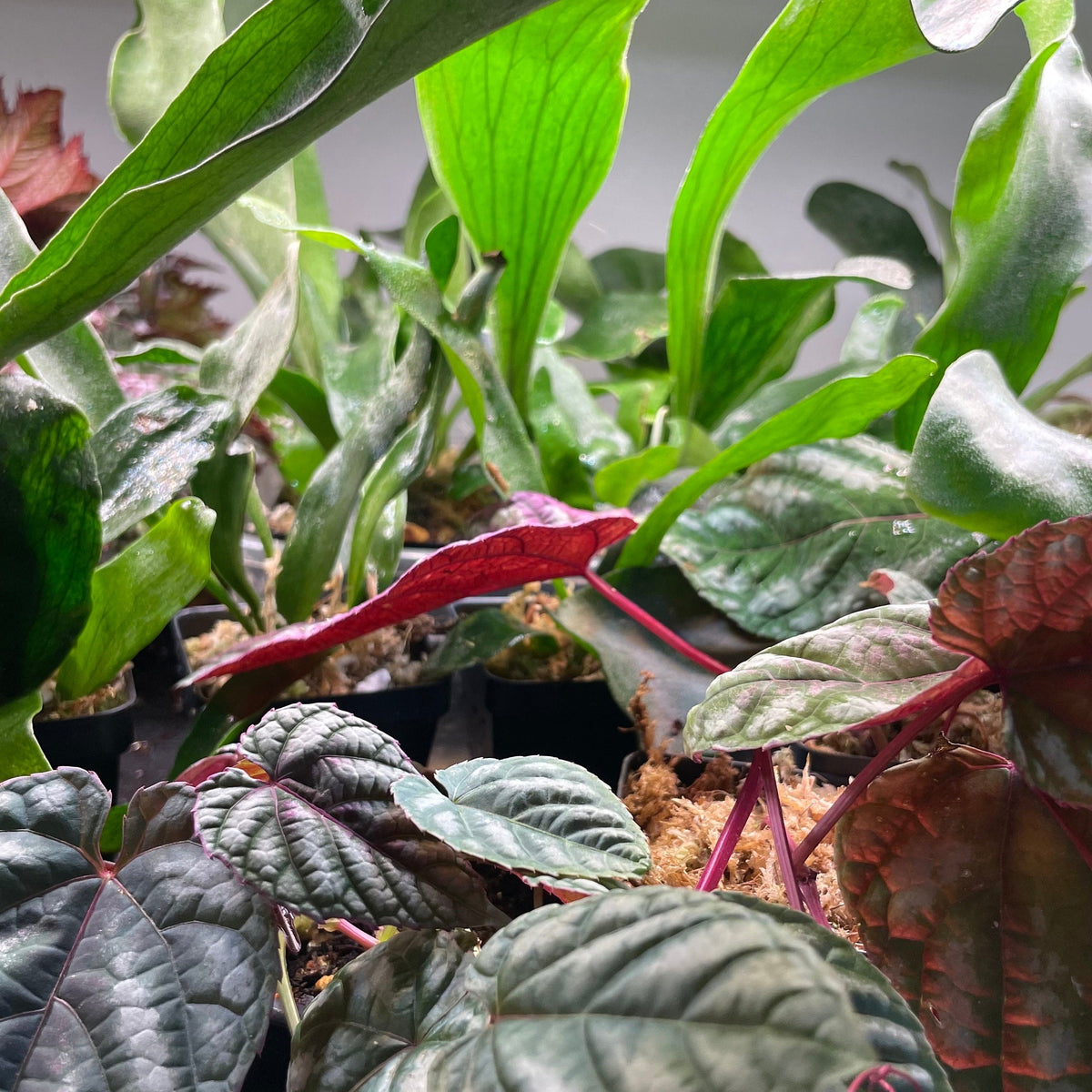 Terrarium Plant Bundle