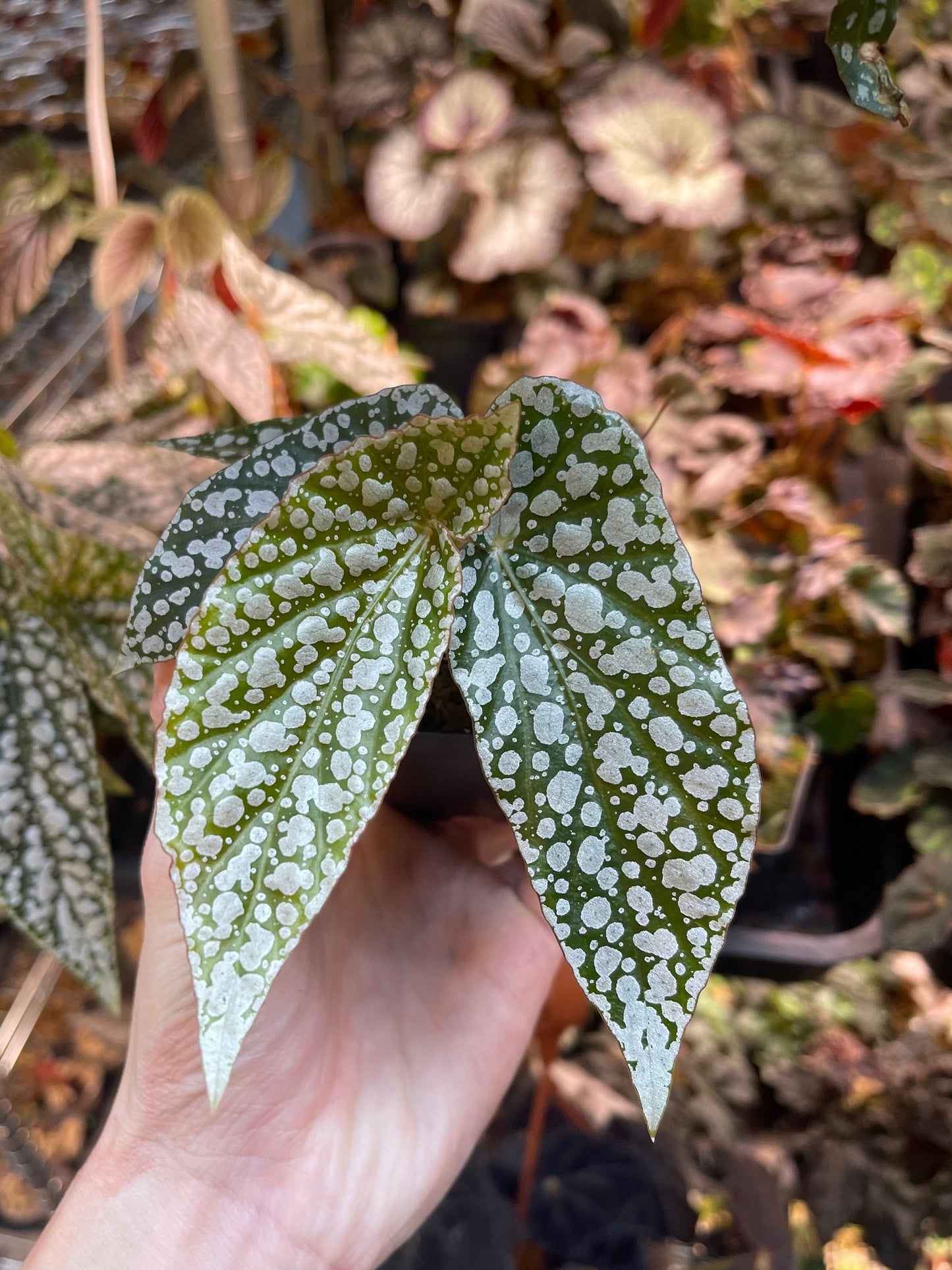 Begonia White Ice