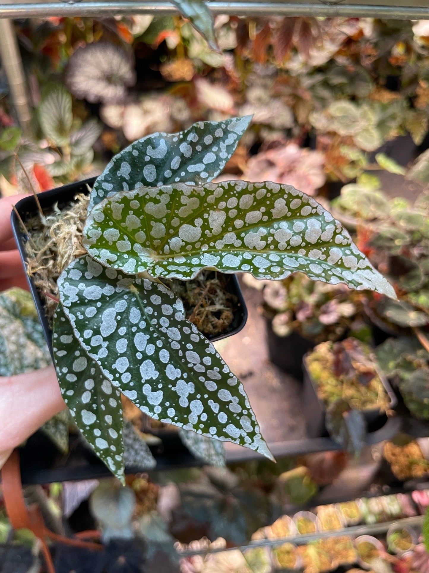 Begonia White Ice