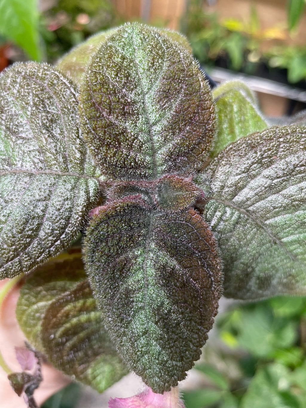 Episcia cupreata 'Pink Panther'