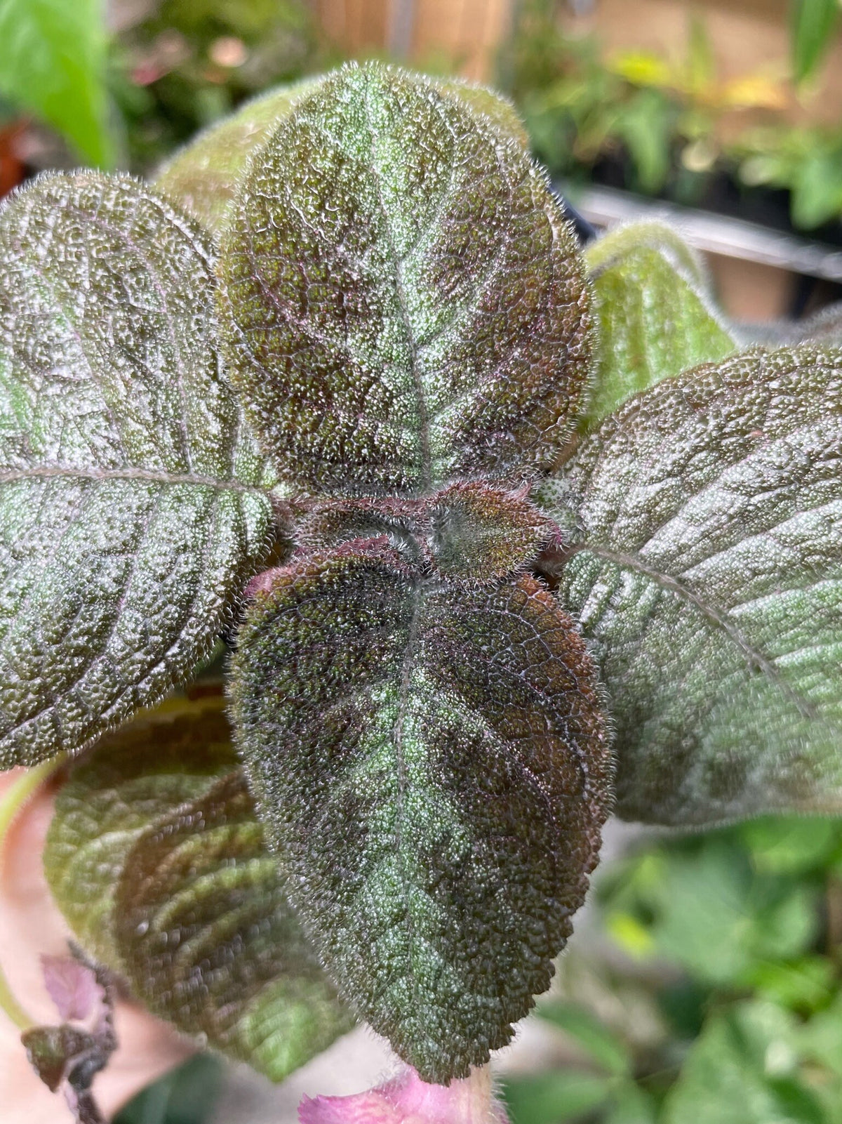 Episcia cupreata 'Pink Panther'