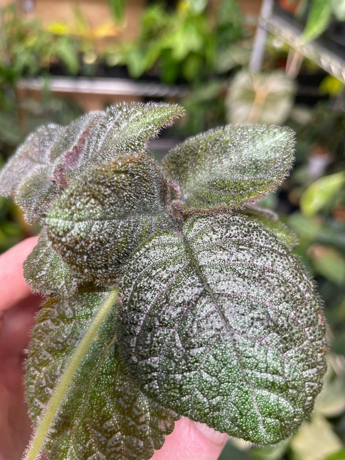 Episcia cupreata 'Pink Panther'