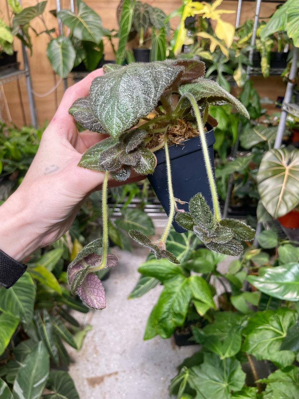 Episcia cupreata 'Pink Panther'