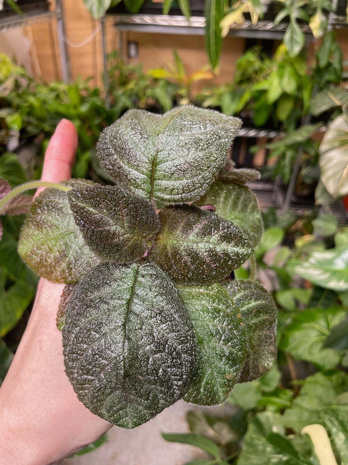 Episcia cupreata 'Pink Panther'