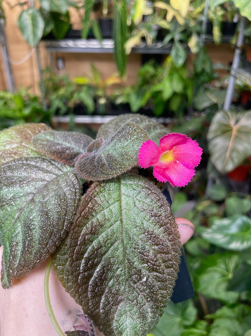 Episcia cupreata 'Pink Panther'