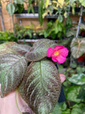 Episcia cupreata 'Pink Panther'
