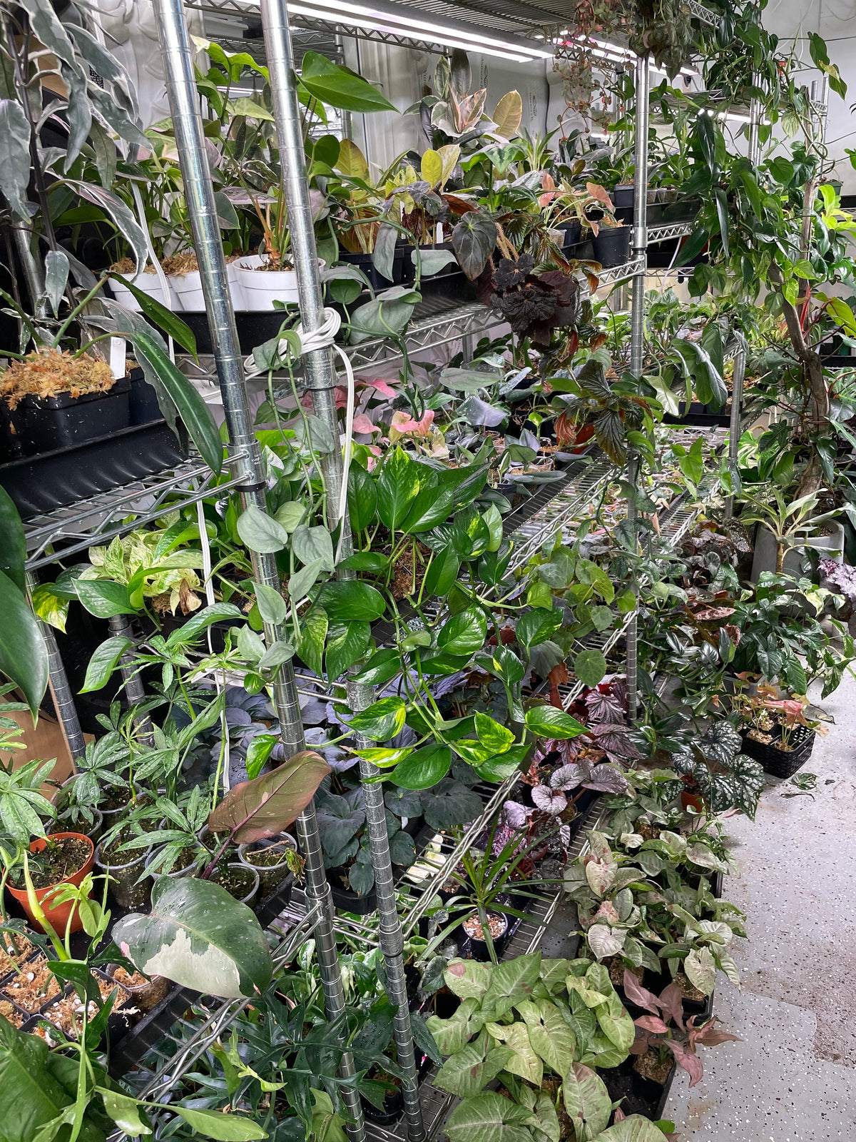 2 Mystery Houseplants